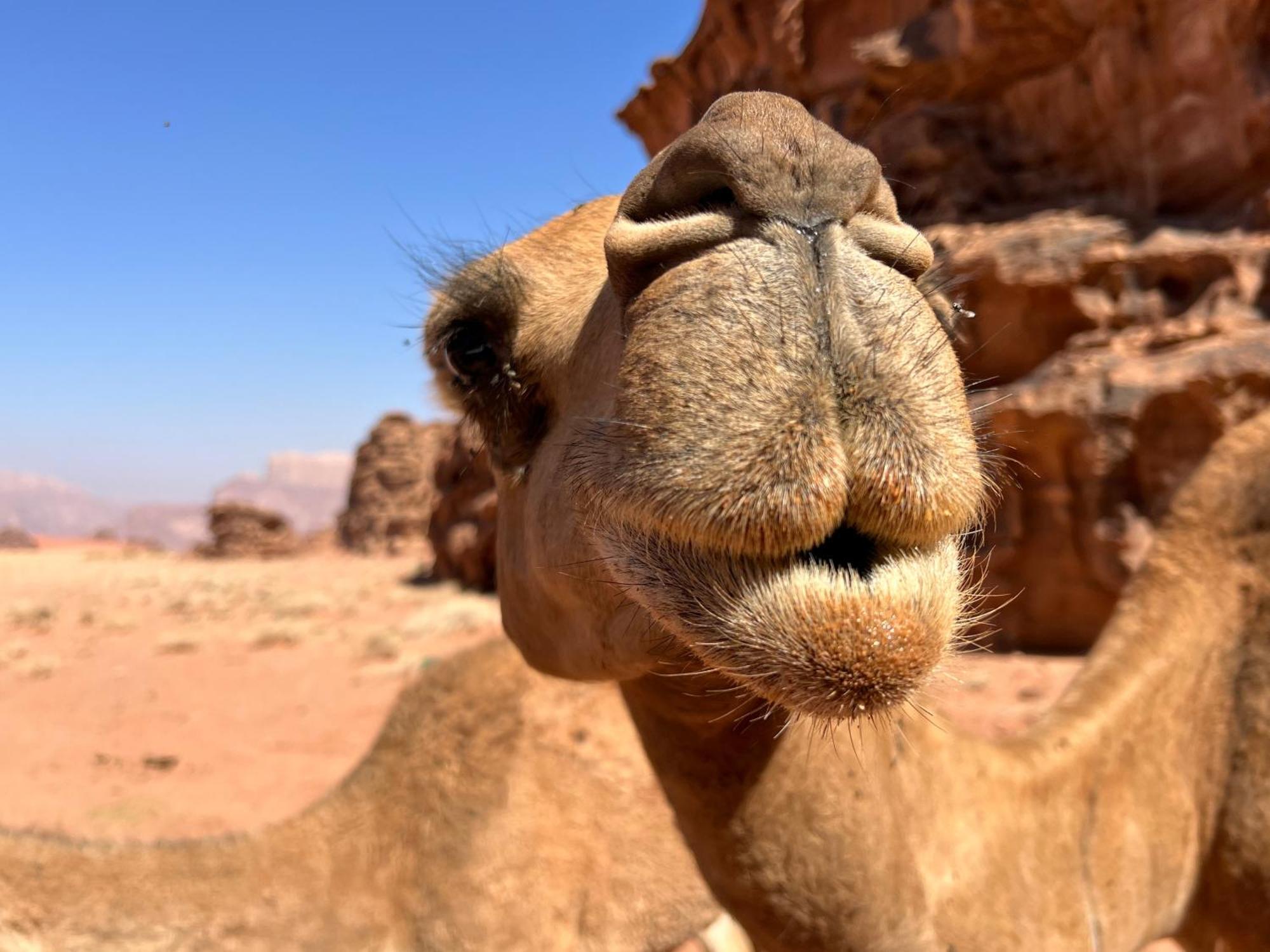 Salameh'S Bedouin Camp Hotel Rum vádi Kültér fotó
